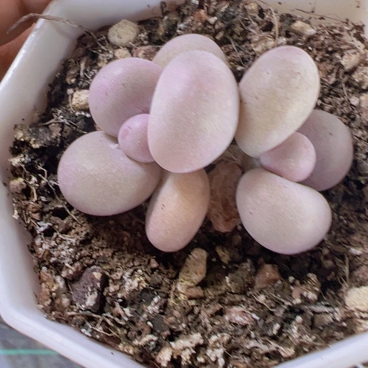 蛋黄奶精品多肉植物