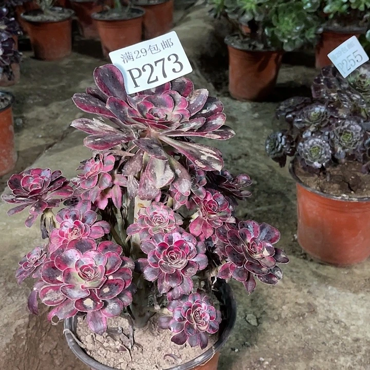 273丽娜多肉植物