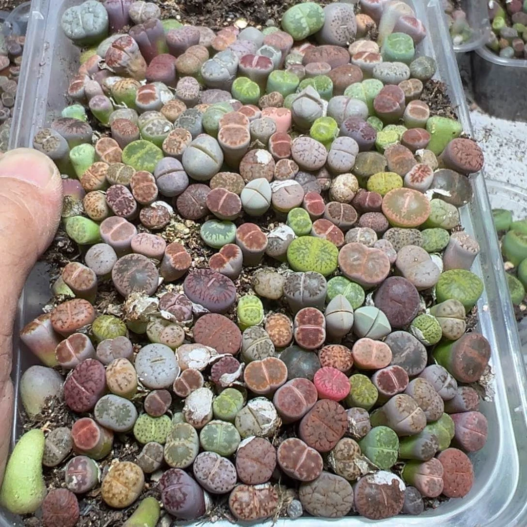 【闪购商品】 626。