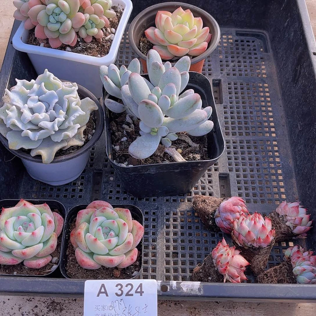 多肉324多肉植物