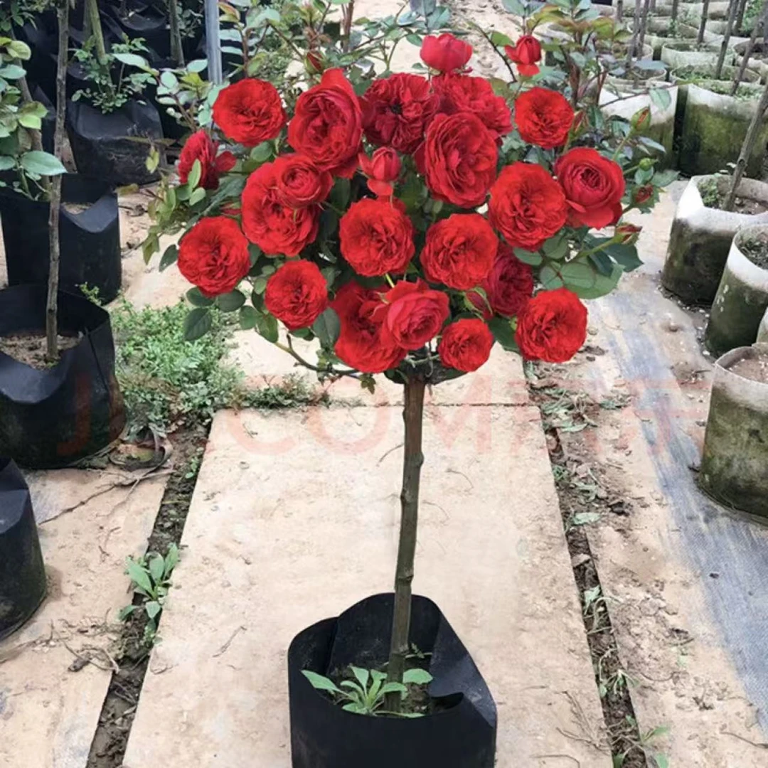 【粉丝福利】棒棒糖月季红苹果