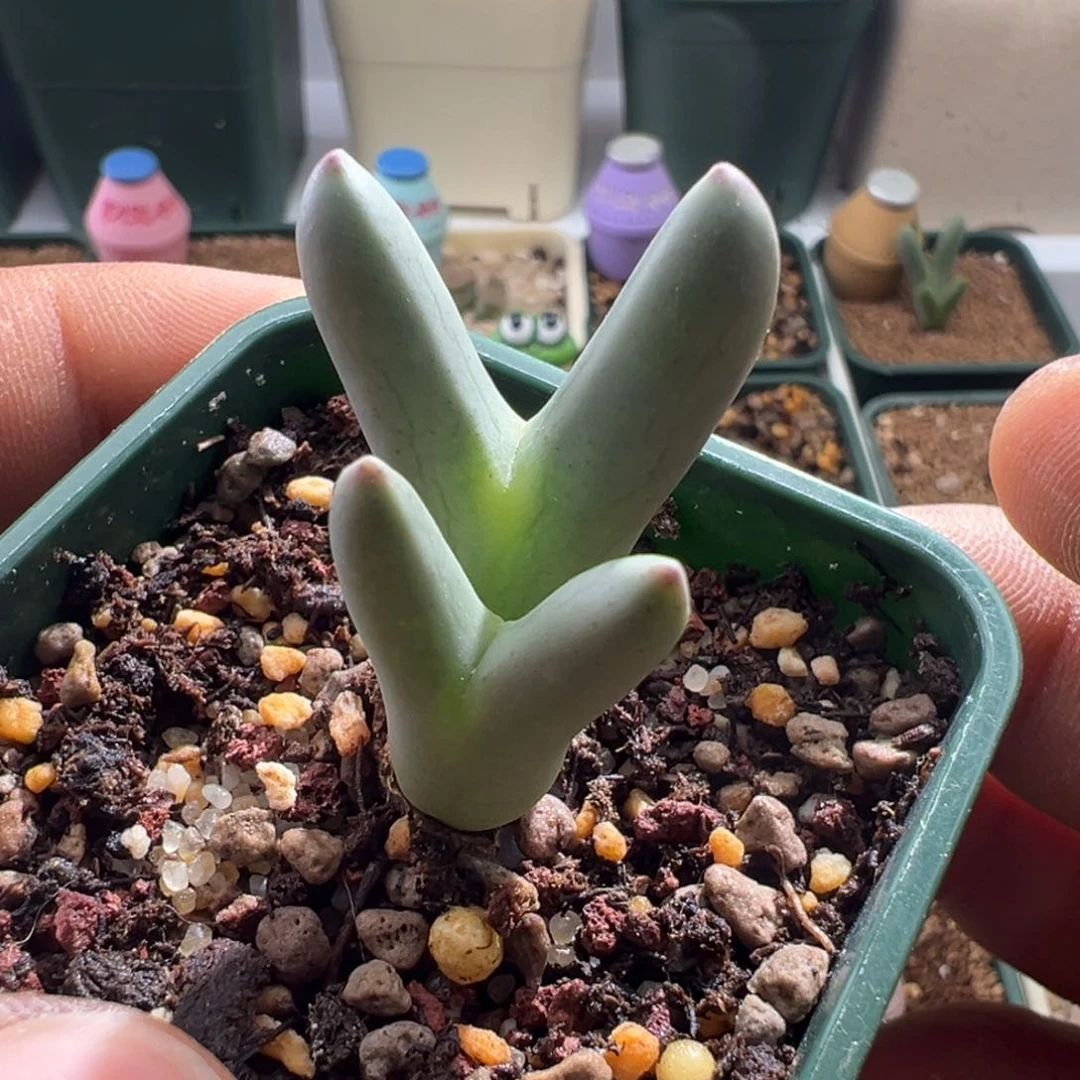 609优选ssg 0136皮卡丘双头