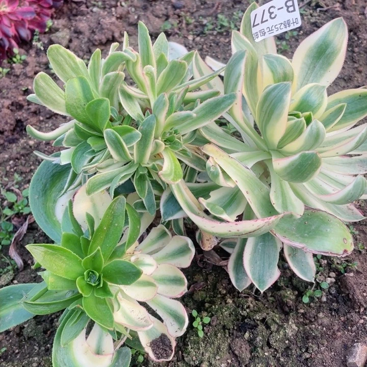 377青莲有砍多肉12345678