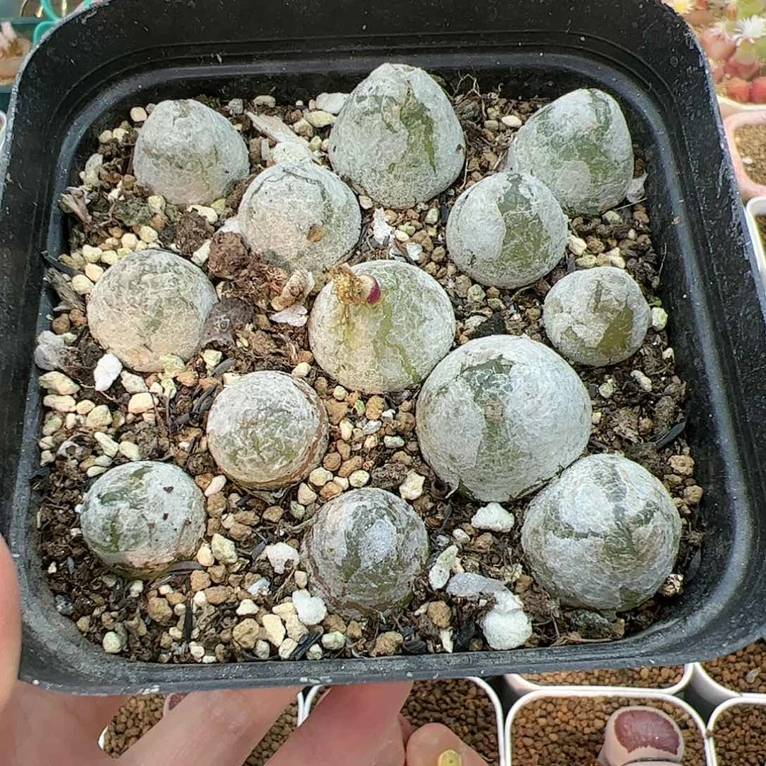 【闪购商品】156 灯泡带盆