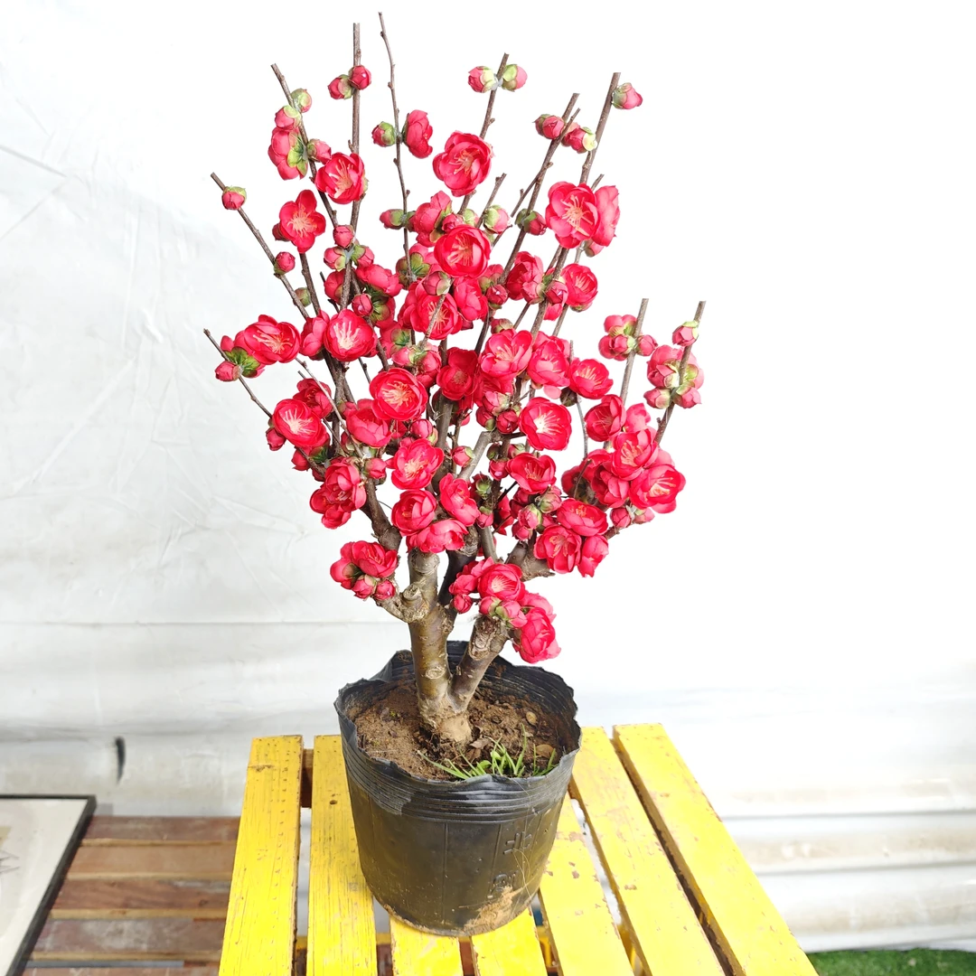 玫瑰海棠红色老桩盆栽盆景多年生花卉绿植阳台庭院