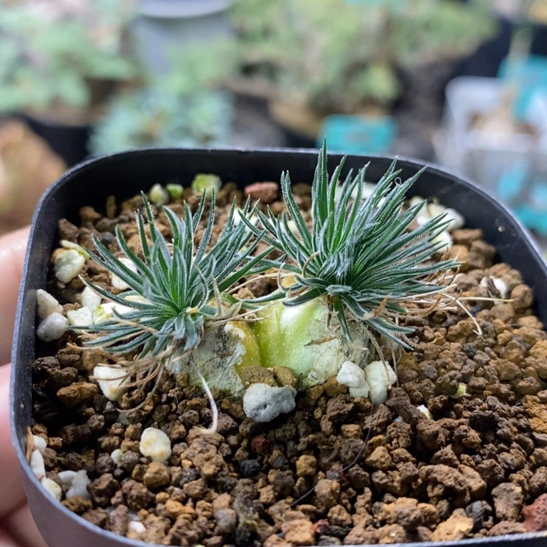 毛叶迷你海葱多肉