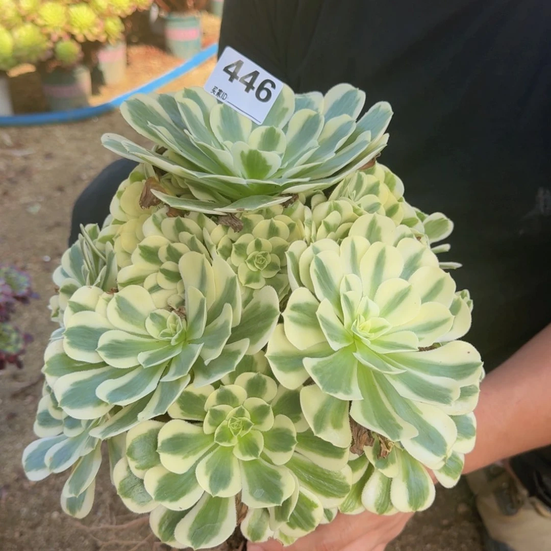 446迈巴赫多肉植物