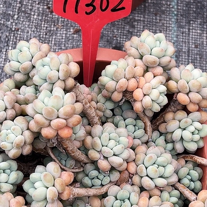 大盆洛可可   77302号