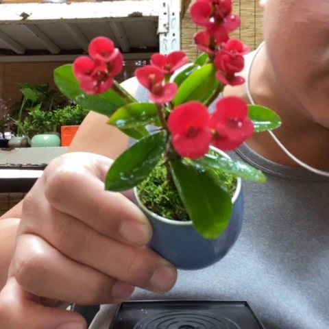 红陶一物一拍所见即所得35