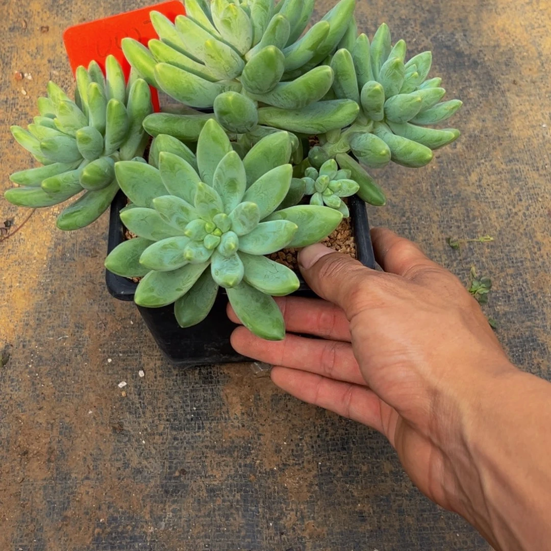 0027下午多肉植物群生