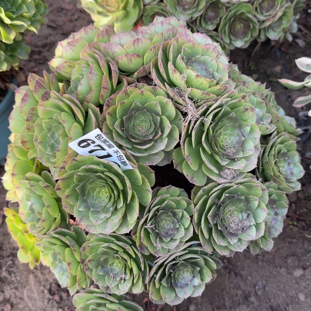 法师万拉丝6710 18-7