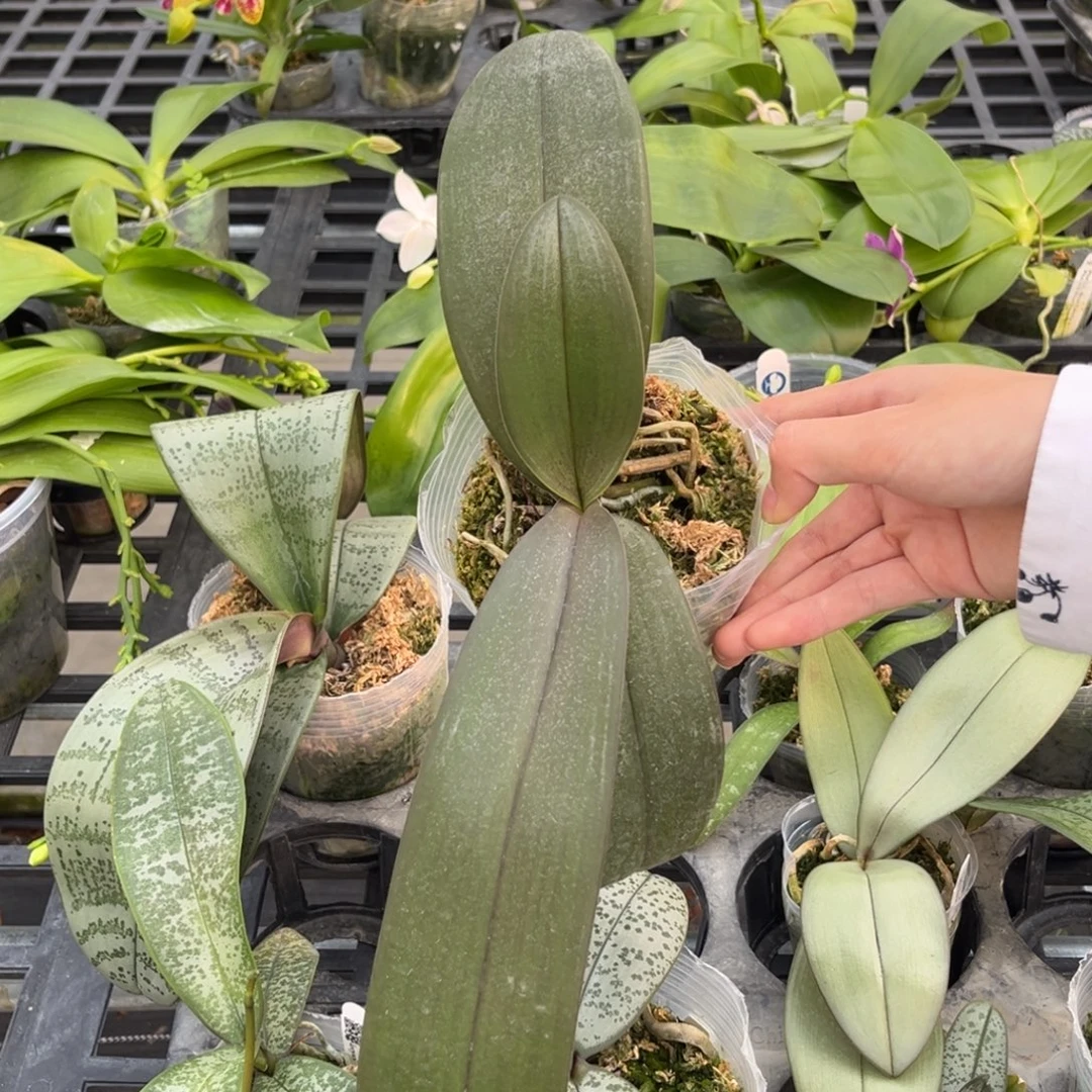 无花朵3.5寸西交卡普苗