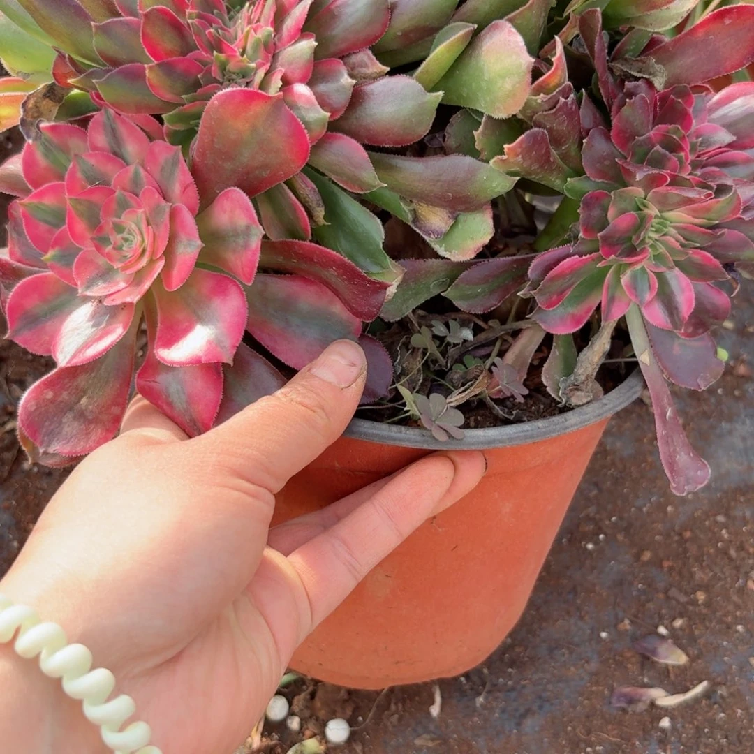 我4097 号多肉法师新年特价香妃