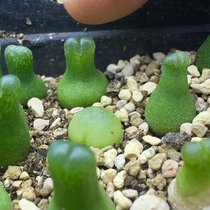 ·***.小葫芦一物一拍单头