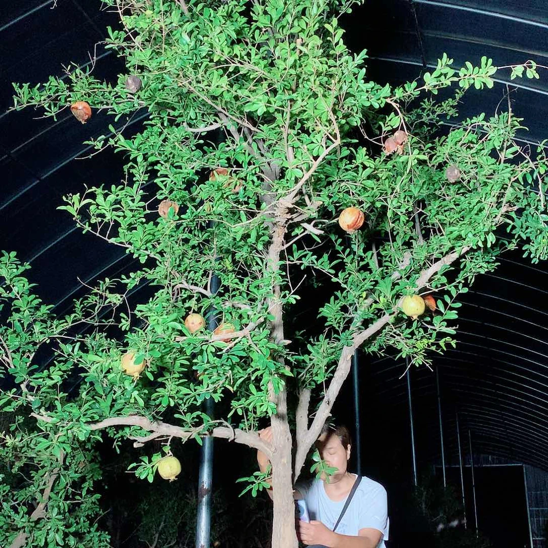 突尼斯软籽石榴树