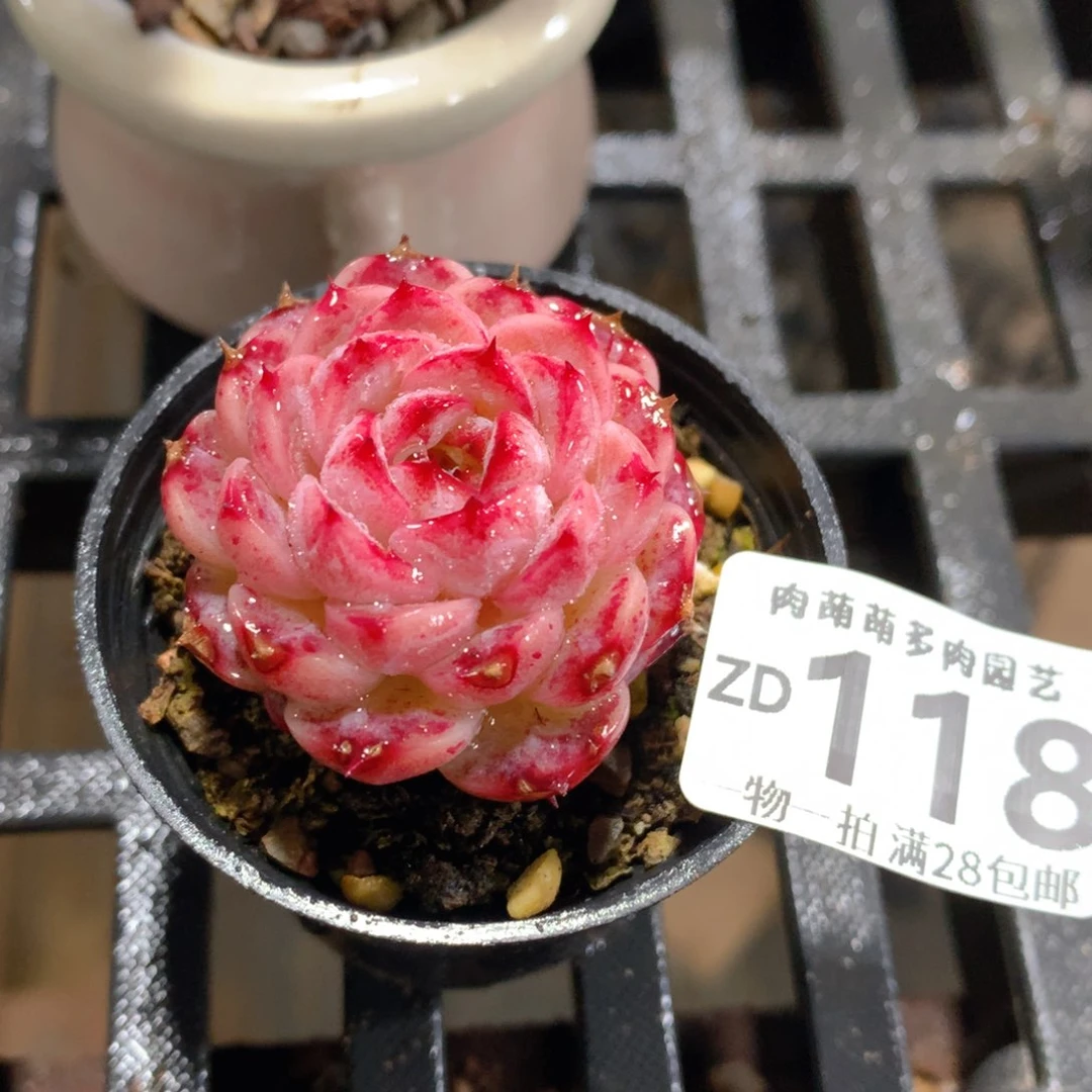 肉萌萌拇指盆精控多肉ZD118