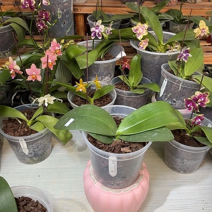 一***路当前无花栽培后可以开花