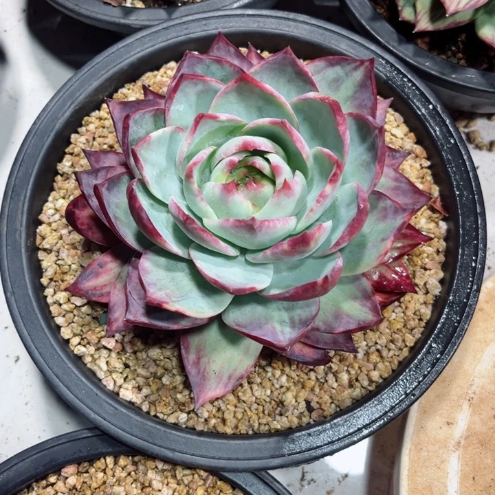 一***年惊鸿仙子多肉植物A梅姐