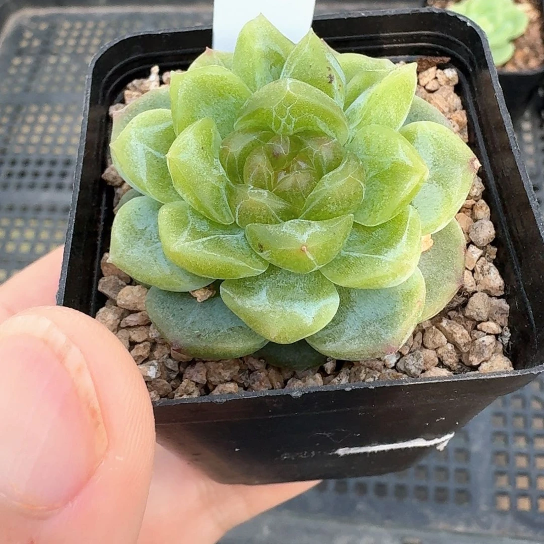 108号风花雪月单头1111