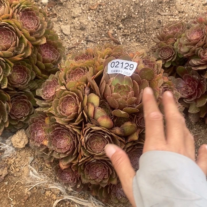 02129红秀多肉植物