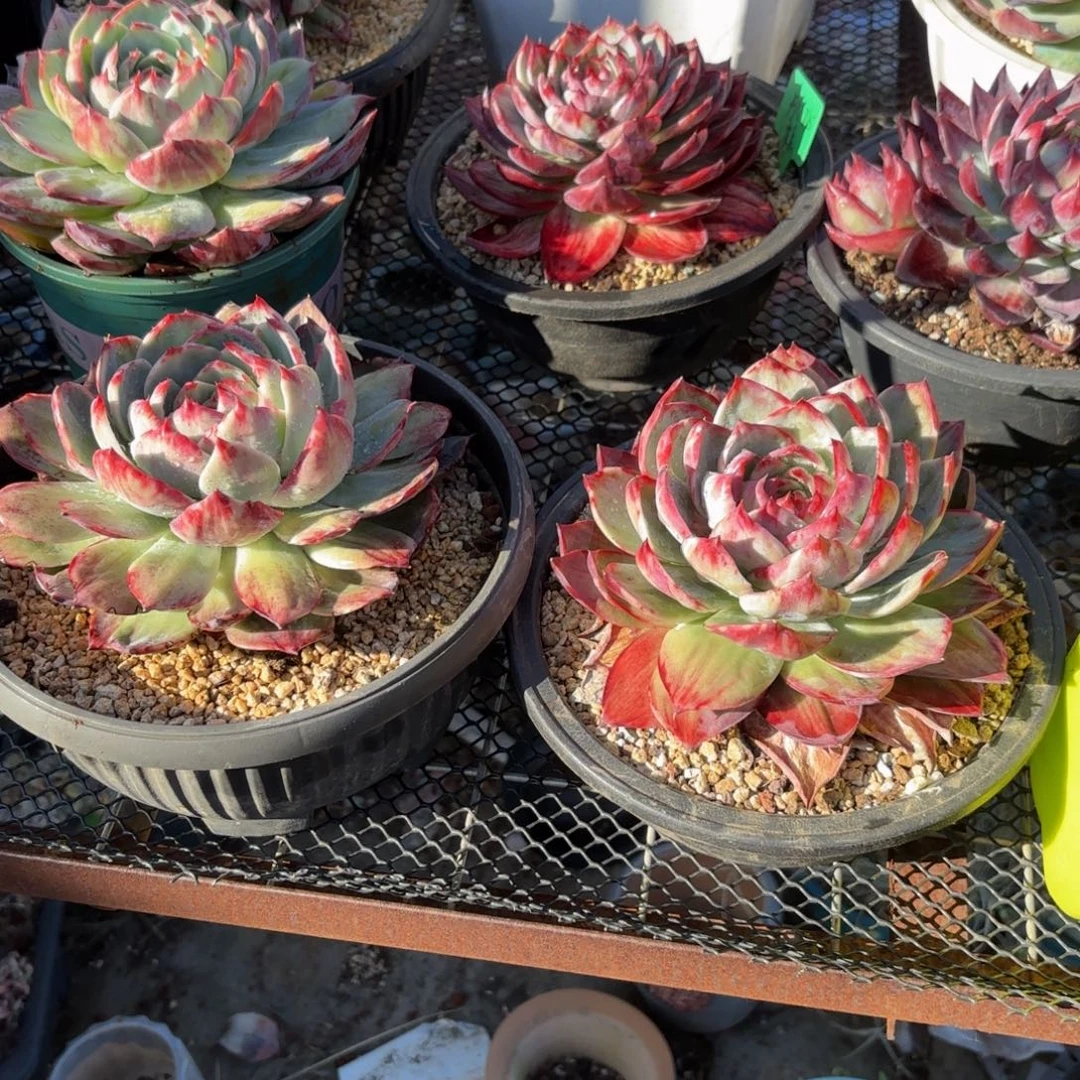 桃***魇哈哈哈哈不好吧哈哈哈哈哈哈吧