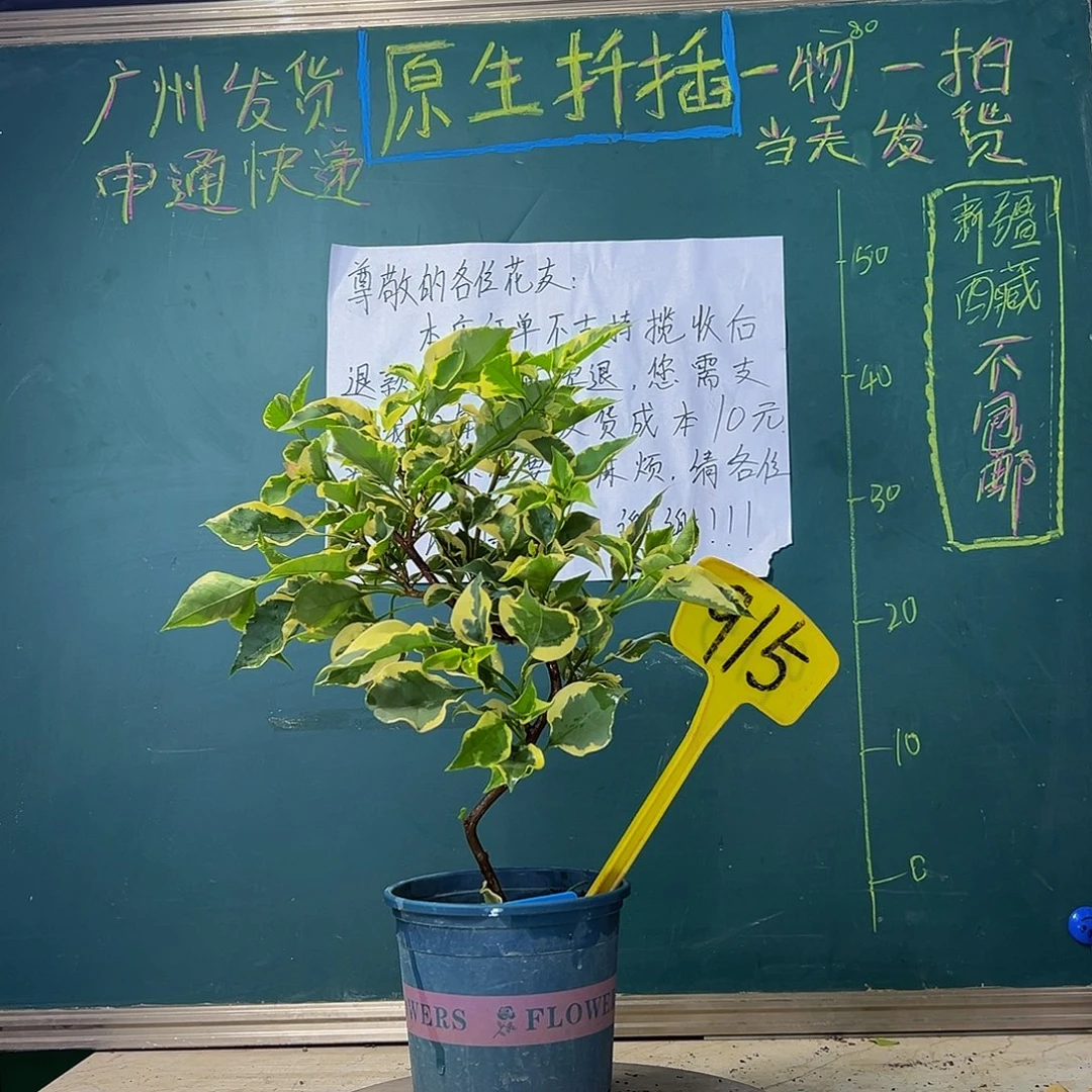 当前无花栽培后可以开花 造型杆 蜡染粉 915