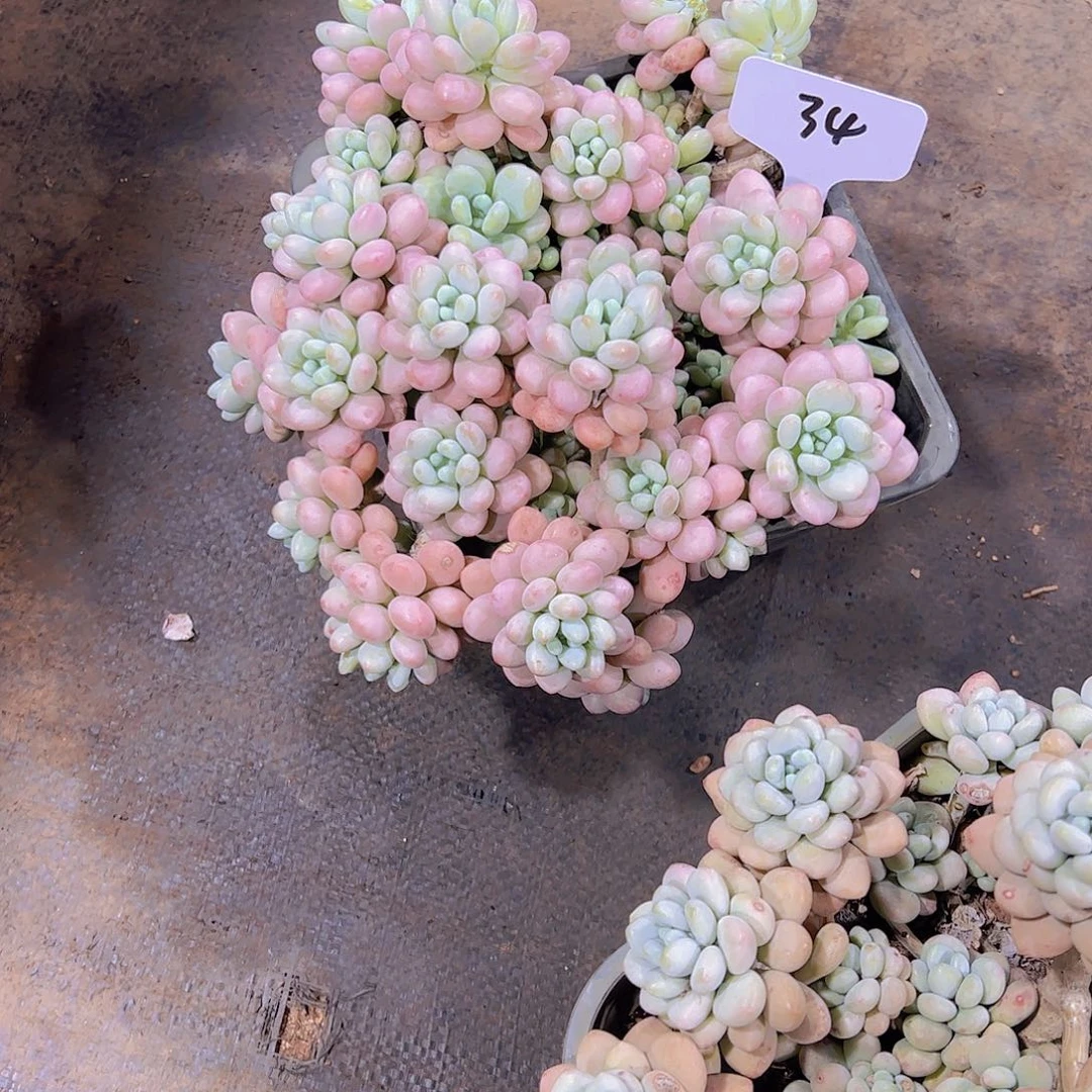 奥****@34洛可可。。。。。。。。