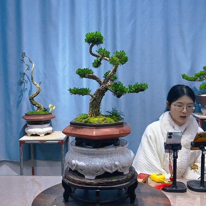 高***戒无花朵广东皱皮雀舌黄杨