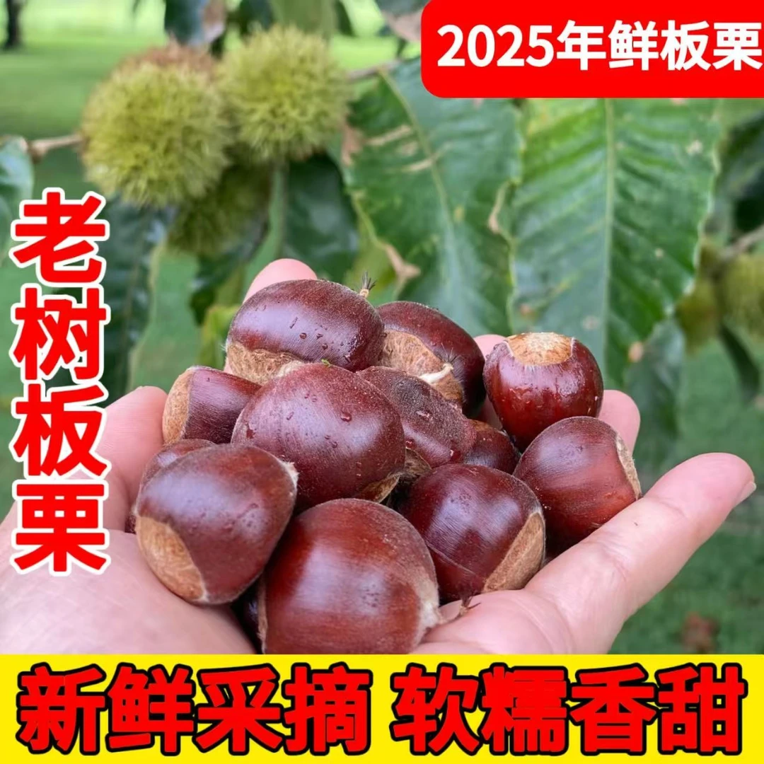 5斤云南高原当季野生板栗高山老品种生板栗毛栗子去刺壳
