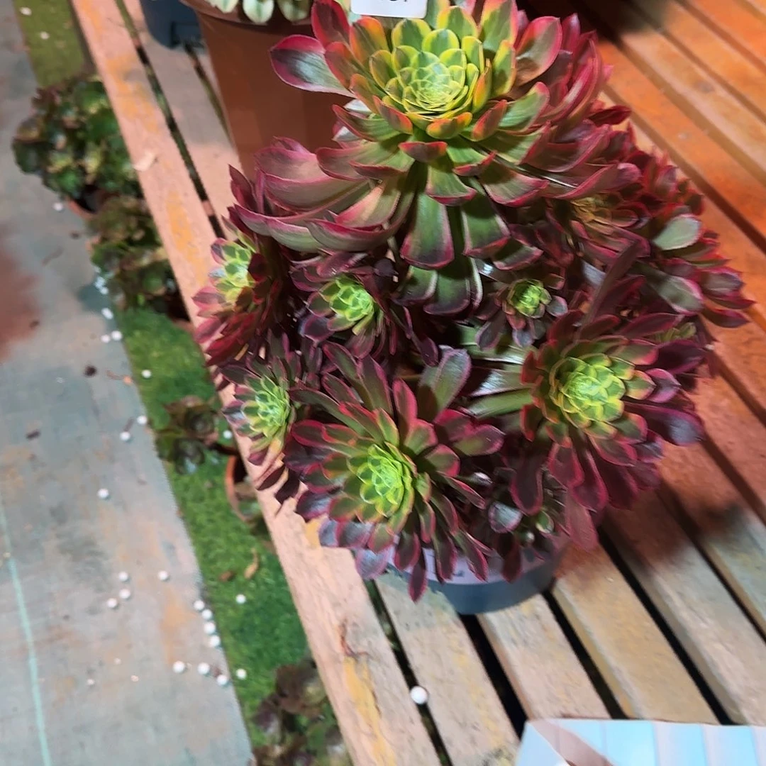 多肉植物朝霞1467