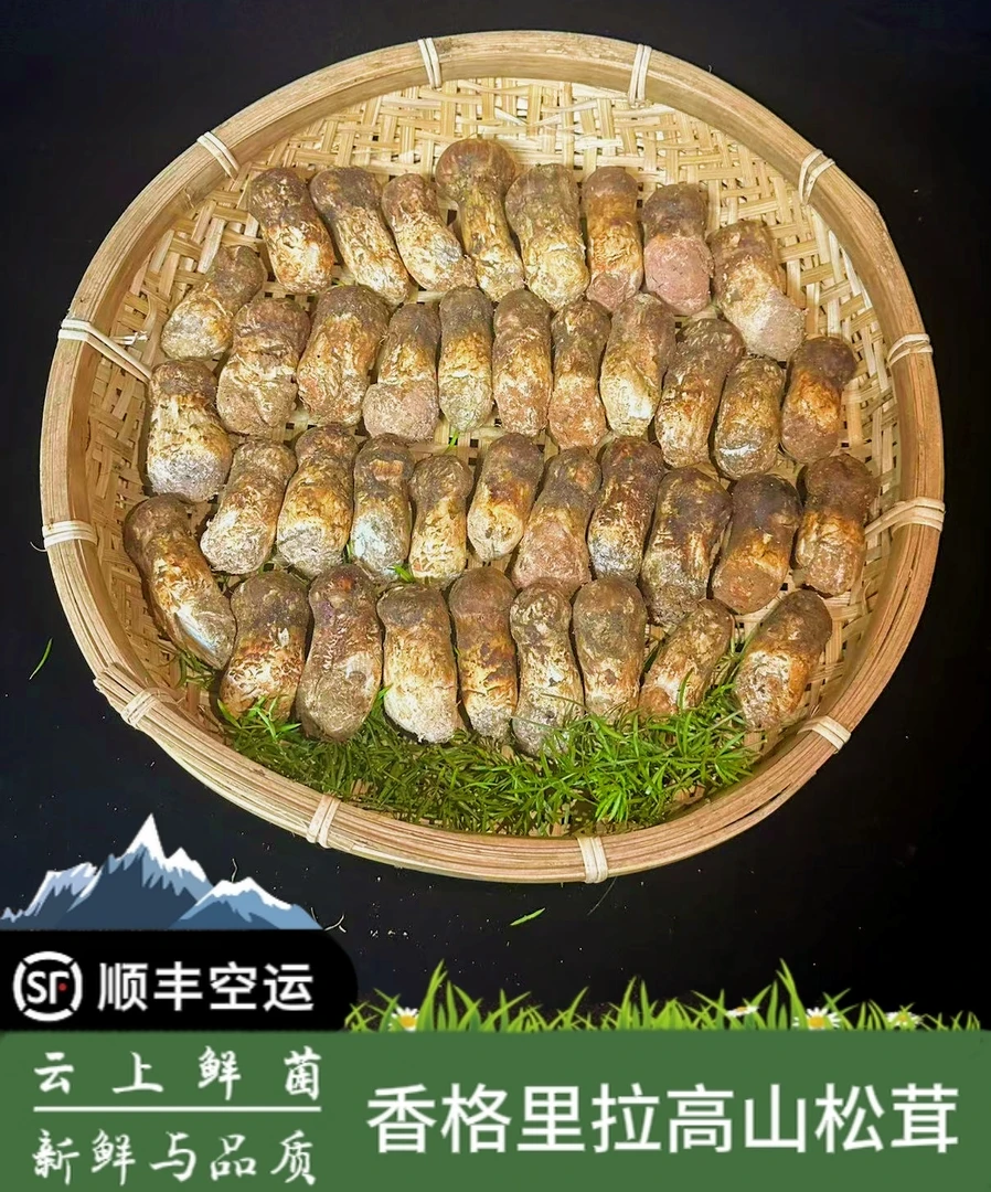 香格里拉【鲜松茸】【特级】 4-6规格 顺丰空运包邮 24小时发货