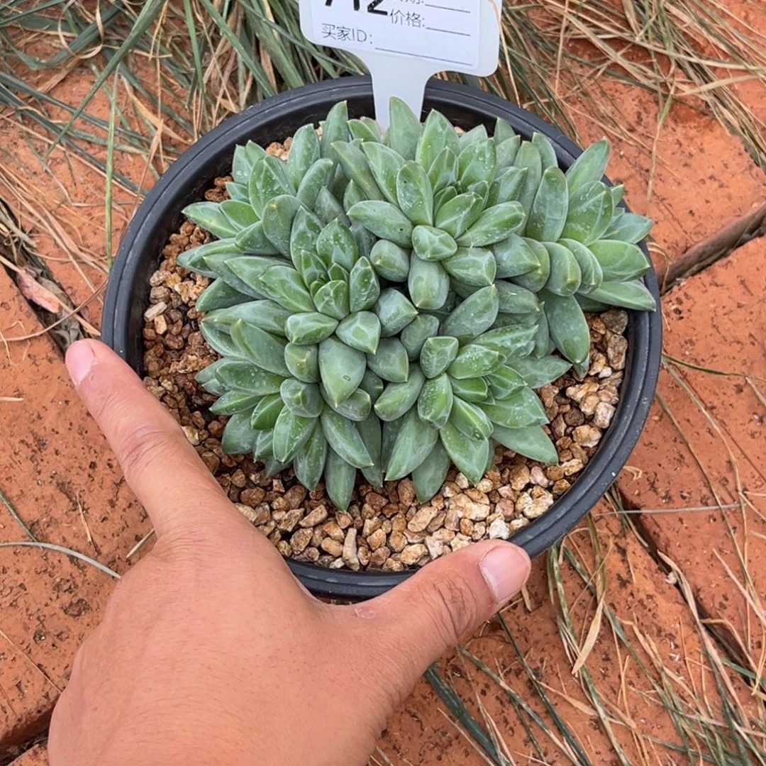 彩翼美人多肉植物712