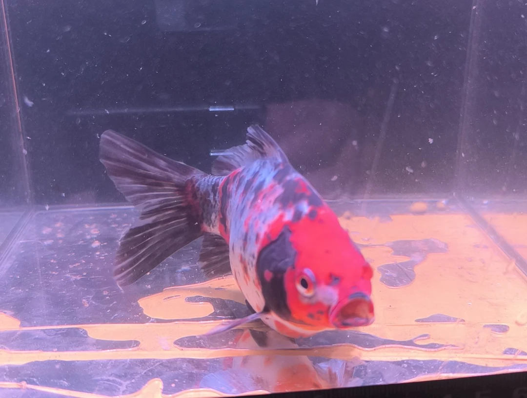 海水鱼品相自鉴全场包邮