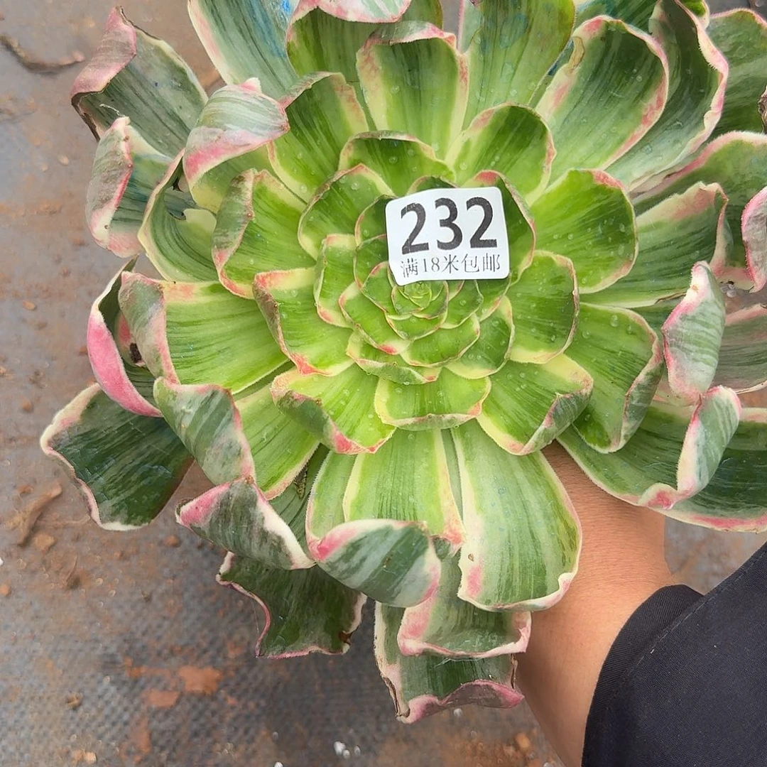 232恶魔之眼福利发货无根