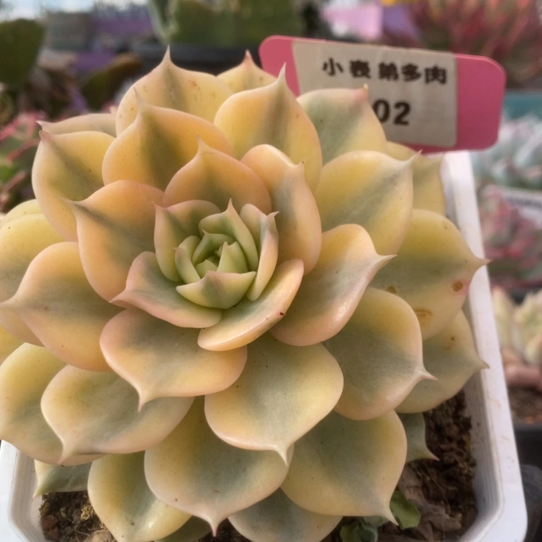 202贝加尔湖13公分有叶伤