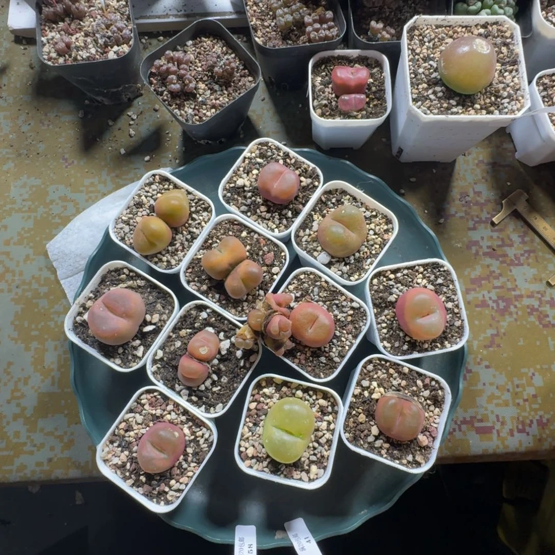 听***雾72。两颗双头毛毛 多肉植物