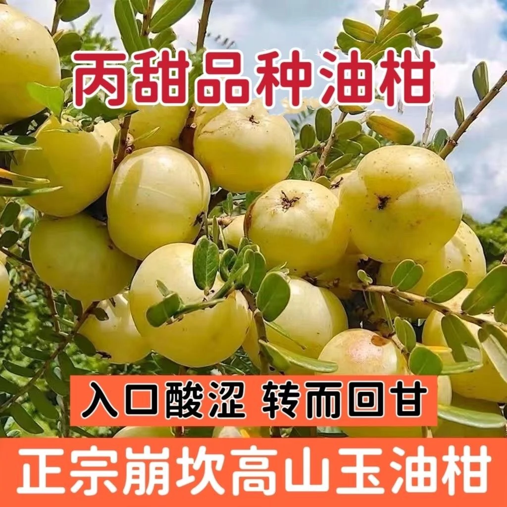 潮汕金灶新鲜采摘油甘孕妇水果滇橄榄生吃榨汁泡酒玉油甘