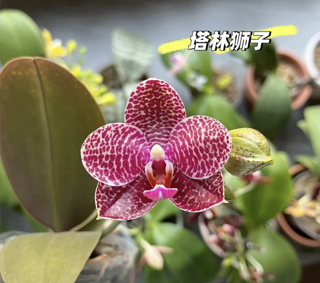 【塔林狮子】蝴蝶兰塔林狮子3.5寸未出梗发货（苗子大，带香味）