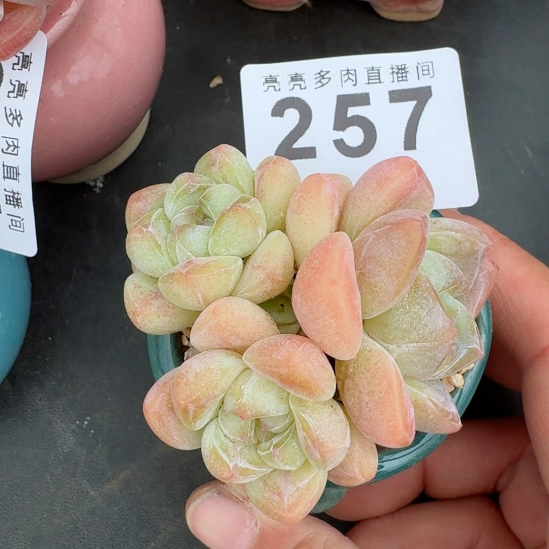 冰玉三头      愿你一路坦途，乘风破浪展宏图