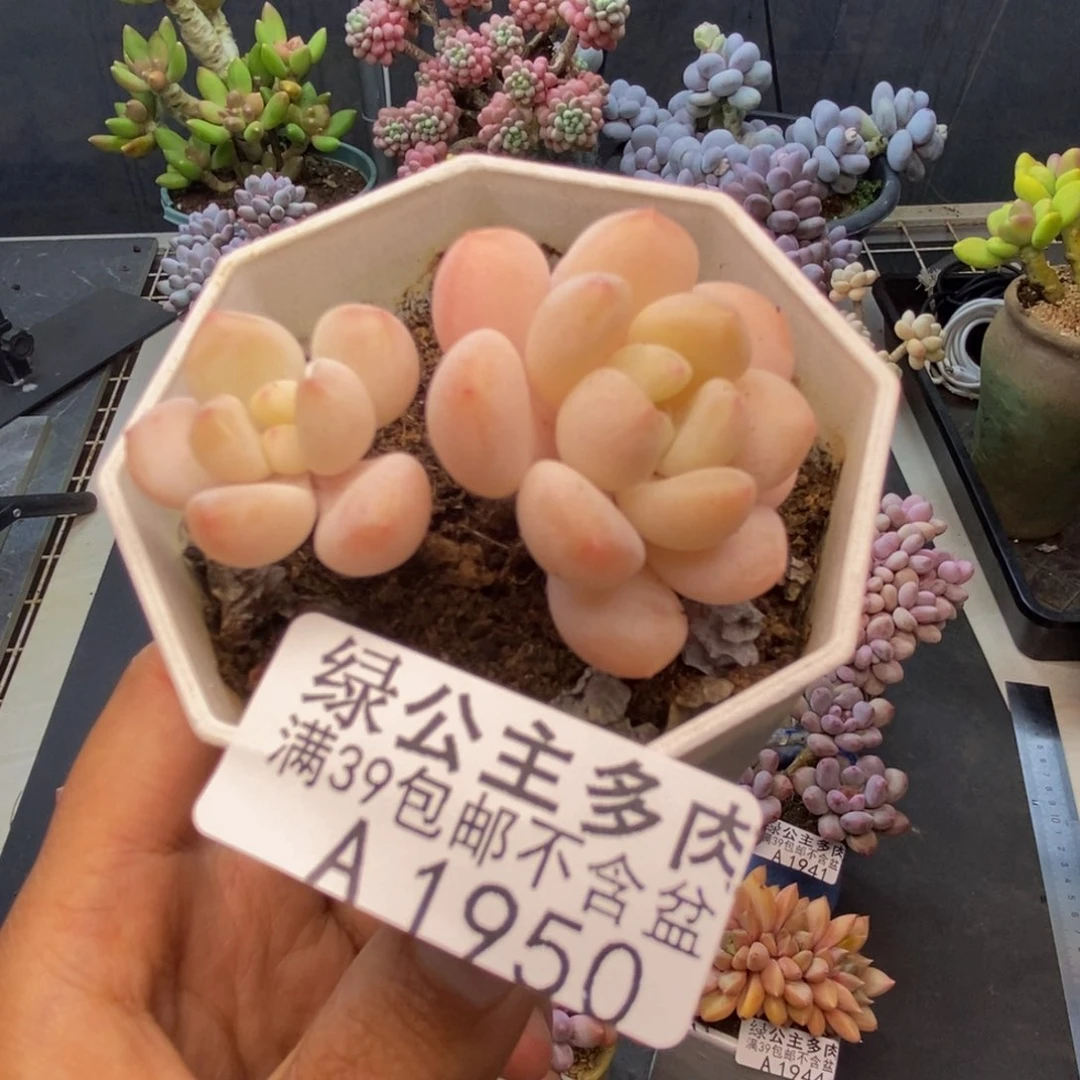 950雪媚娘多肉5c m