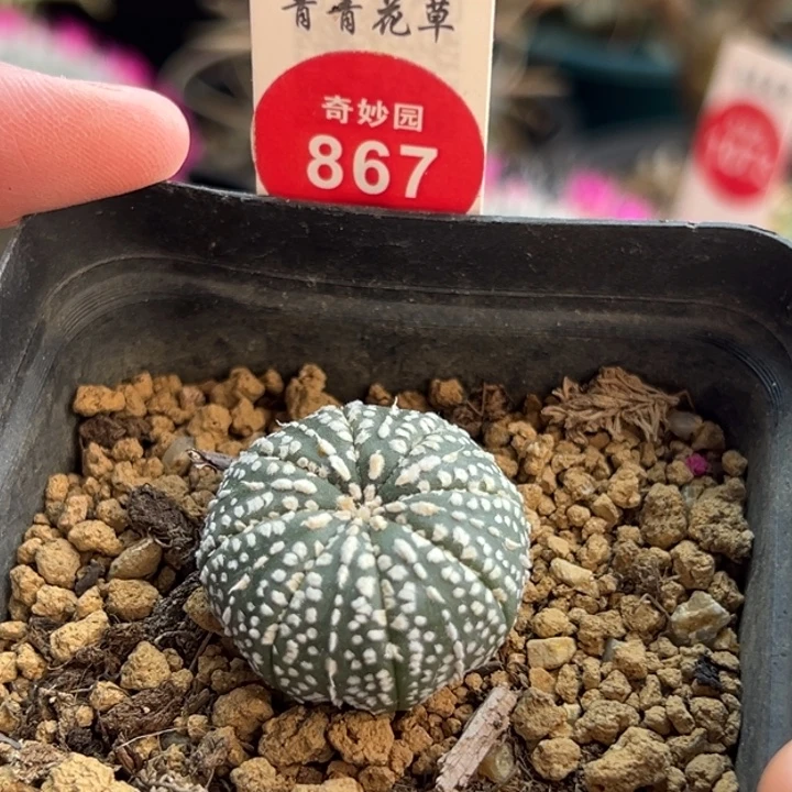 实生奇迹兜一棵仙人球