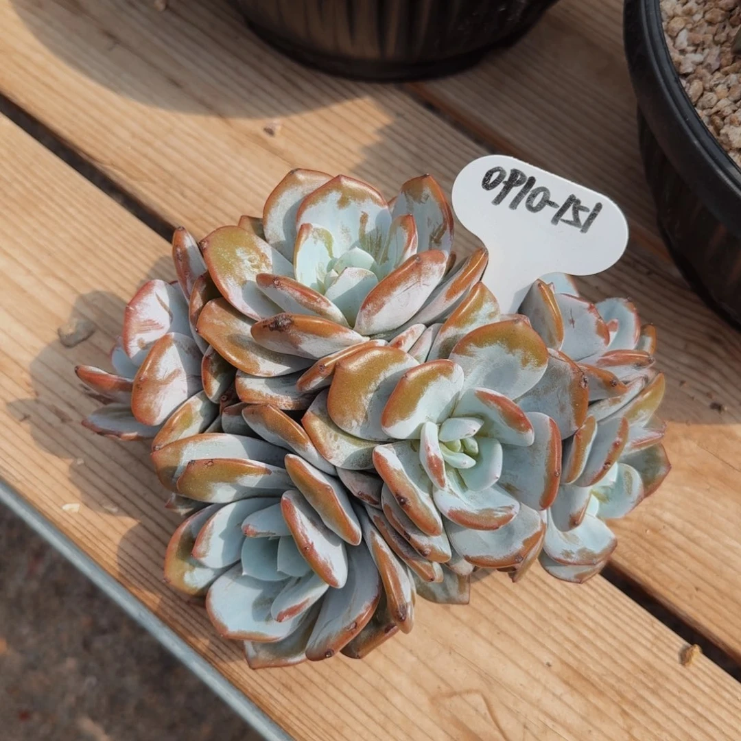 0910-151奶茶老桩