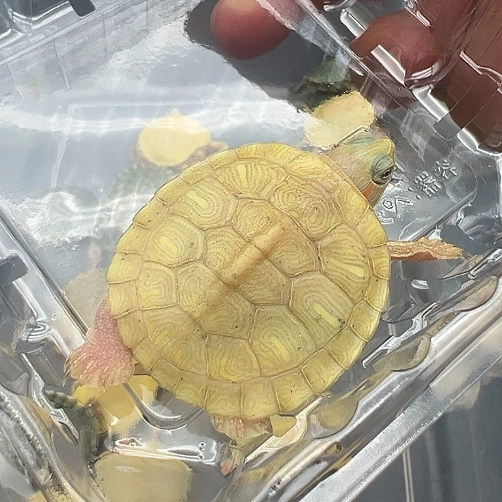绿毛龟母浡论11111