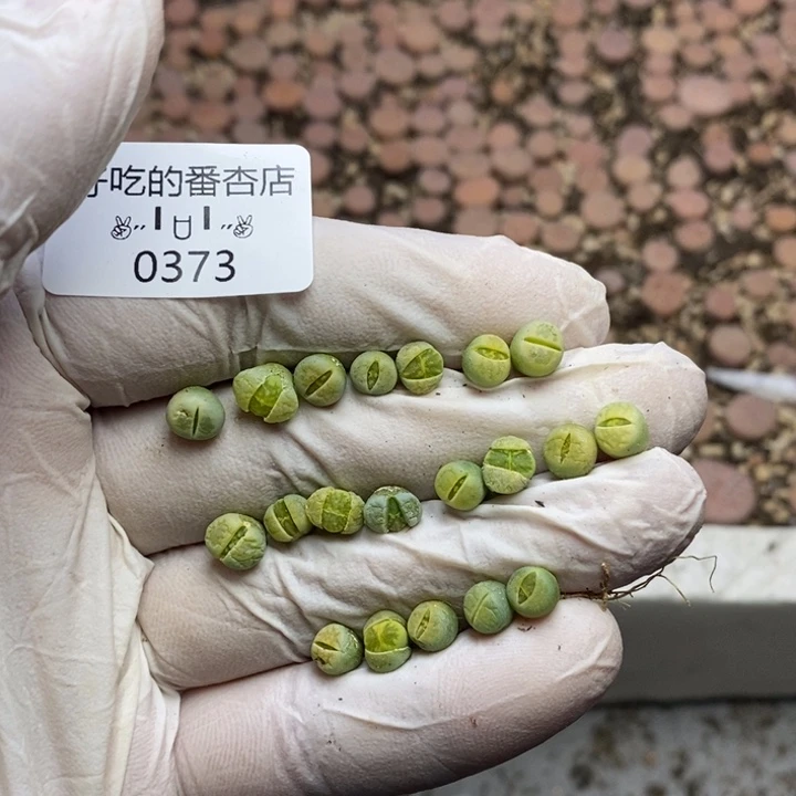 S***.0373。零下拍保温。