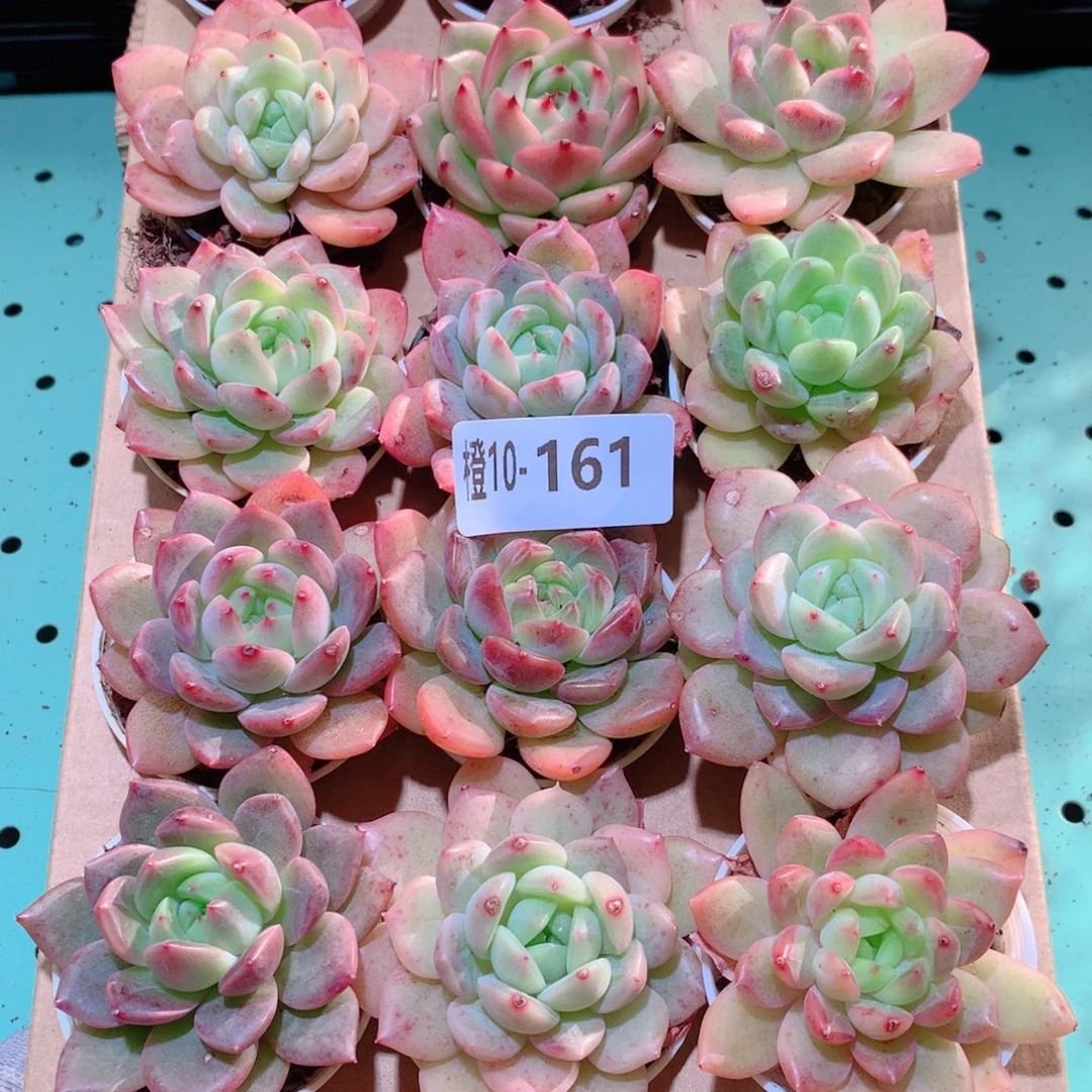 10-161一物一拍多肉带盆18颗