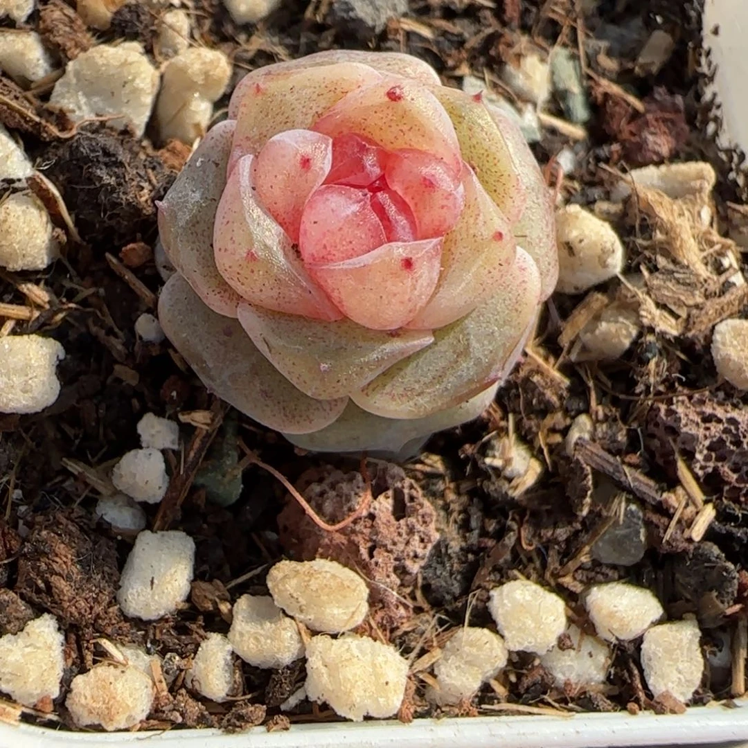 多肉小卡拉米糖心一物一拍