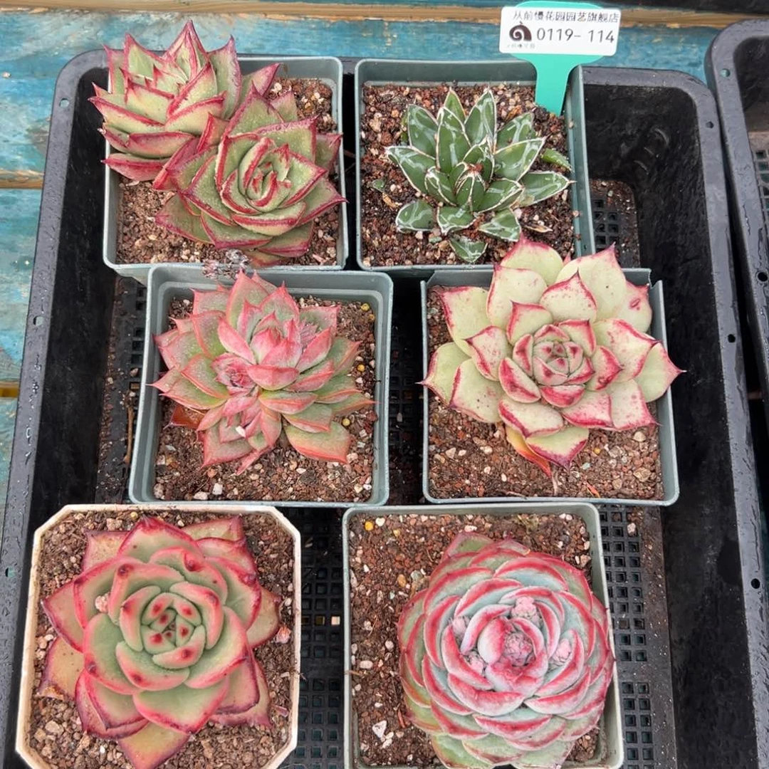 多肉一物一拍编号0119-114