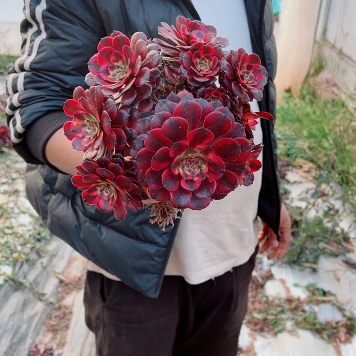 烟花地栽2号多肉法师