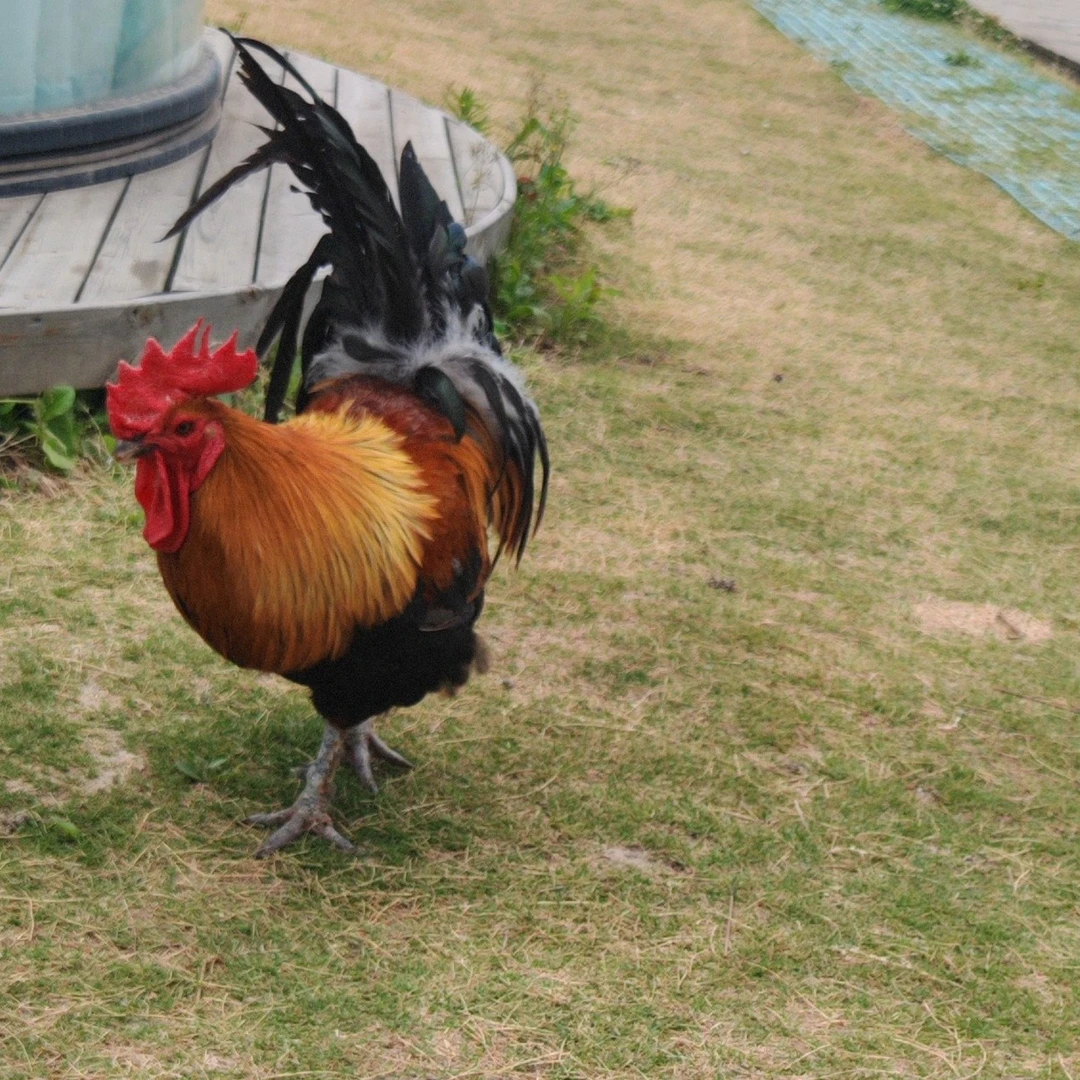 农家散养土鸡老公鸡脚蹬子3-4公分溱湖锦礼