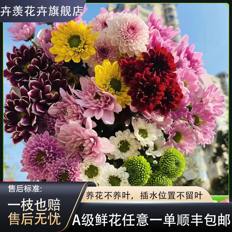 【一品花集】五彩缤纷混色小菊10支【夏天易养护】全场任意满两单包邮